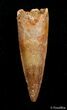 Inch Spinosaurus Tooth - Great Preservation #2811-1